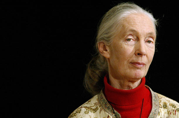 Primatologist Jane Goodall