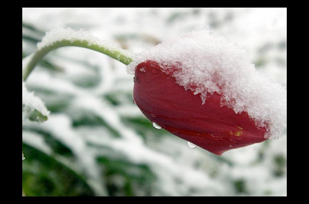 a tulip bends under the weight of snow in hpkinsville, kentucky