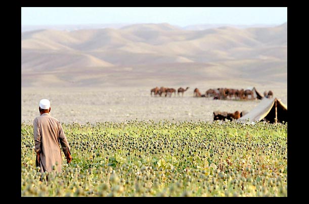 afghanistan farmer works in poppy fields in nahanger province; poppy-derived opium is used to make heroin