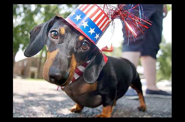 kandi the daschund celebrates at the midtown fourth of july parade in springfield, mo