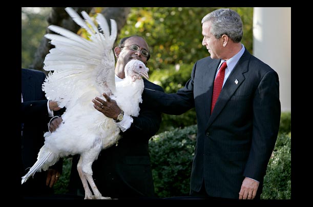 In the White House Rose Garden, President Bush pardons Biscuits the turkey for Thanksgiving