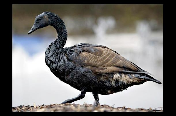 a canada goose covered in crude oil walks along the delaware river after the athos I tanker spill