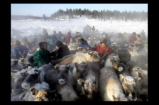 Nenets herdsmen herd reindeer outside the arctic Russian town of Nadym in northern Siberia