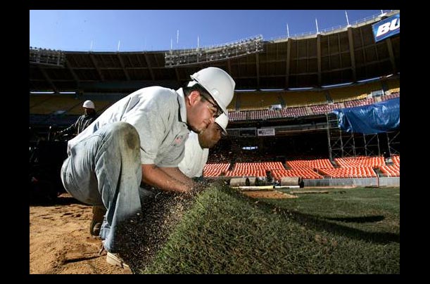 Paul Reyes and Vicente Hernandex install sand-based hybrid Bermuda grass over-seeded with perennial rye grass on the Washington Nationals' home field, RFK Memorial Stadium, in Washington, D.C.
