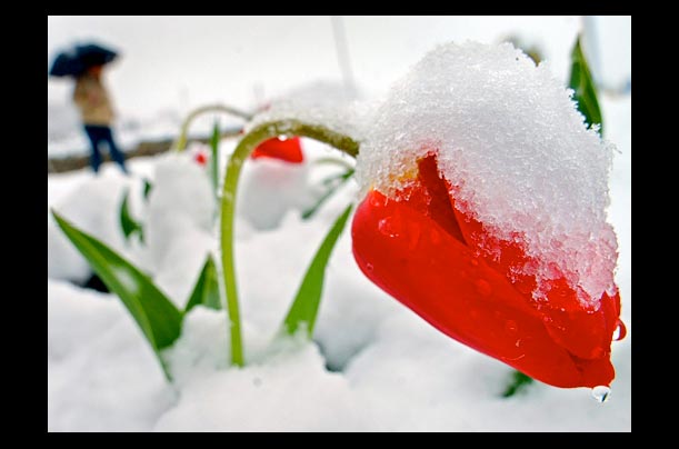 A blossom of a red tulip is covered with snow in Tartegnin, Switzerland
