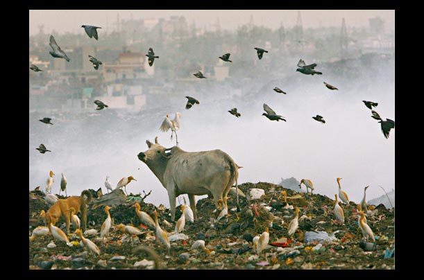 Birds fly over a burning garbage dump in New Delhi as a cow looks on