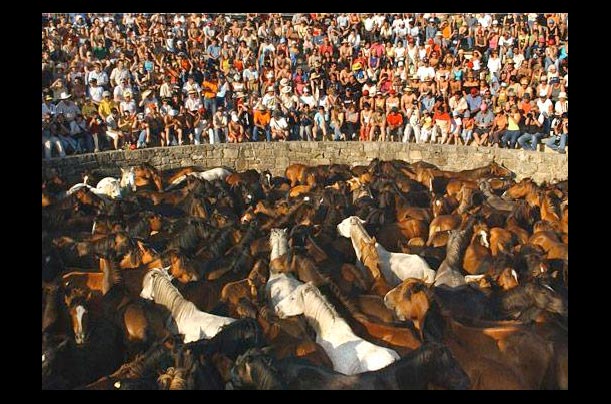 Tourists watch as wild horses are brought into the ring for Rapas Das Bestas in Sabucedo, Spain