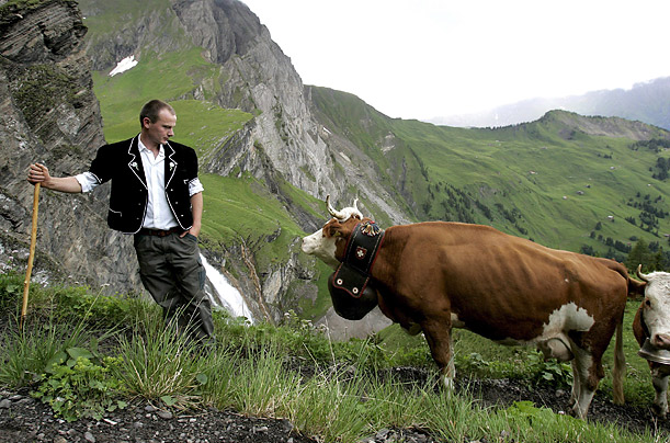 A Swiss farmer drives his cattle stock onto summer pastures in the mountains.