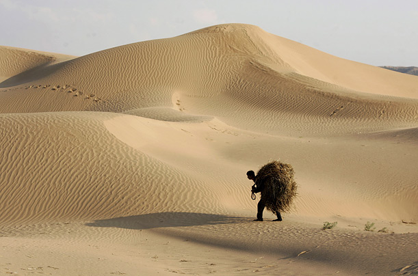 A worker hauls hay into the Maowusu Desert in China, where it will be used to stabilize eroding sand dunes.