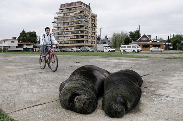 Two sea lions relax on the sidewalk next to the Calle Calle river in Valdivia, Chile. The river's sea lions population has tripled in the last seven years, becoming one of Valdivia's major tourist attractions.