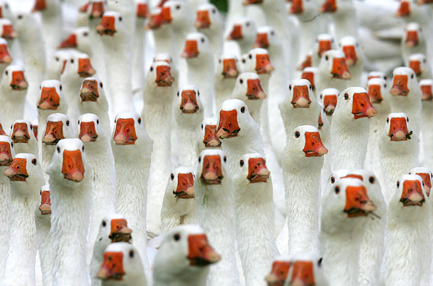 Geese crowd their open-air enclosure on a farm in Kuhhorst, Germany. The birds have been ordered for St. Martin's Day and Christmas.