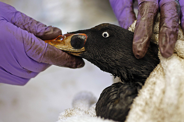A worker at The International Bird Rescue Research Center examines a bird rescued from San Francisco Bay after a cargo ship disgorged thousands of gallons of oil into the water.