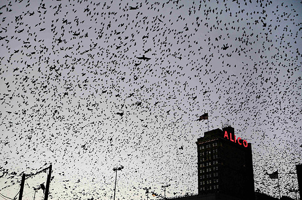 Thousands of Common Grackles fly over downtown Waco and the Alico Building after sunset in Texas.