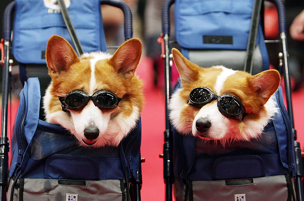 Two dogs put in an appearance at the New Year Dog Party held at Big Sight, an exhibition center in Tokyo. For two days, the event allows owners and their dogs to explore