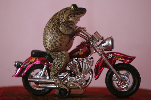 Oui the frog sits on a miniature motorcycle in the eastern beach town of Pattaya. Oui's owner Tongsai Bamrungthai says Oui enjoys playing with 
