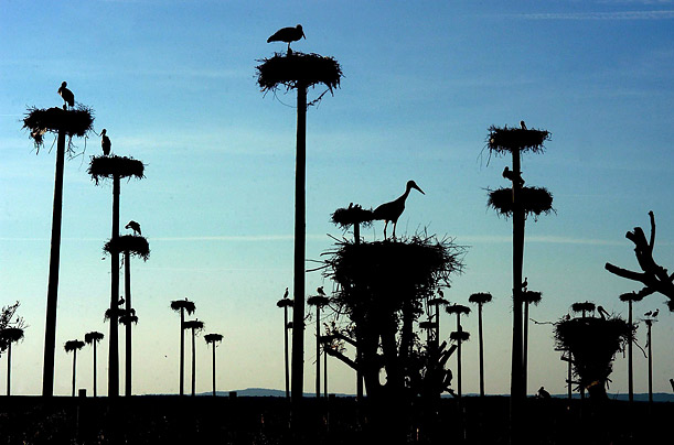 Storks rest in their nests on prefabricated posts in an estate near Caceres, Extremadura, Spain.