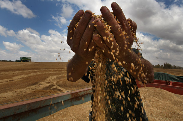 An Israeli farmer inspects the wheat crop harvested from fields along the Gaza border.