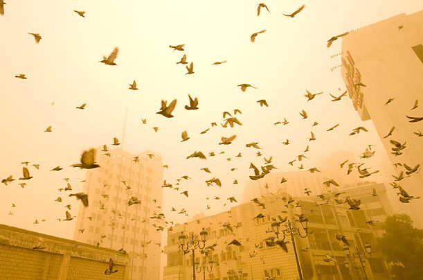 Pigeons fly through a dust storm in Kuwait City.