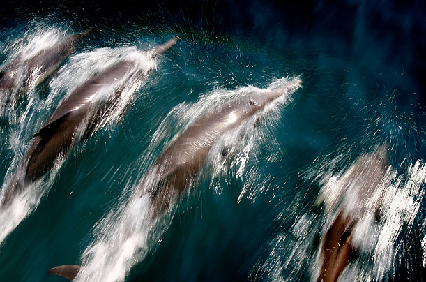 A pod of common dolphins ride the bow wake of a boat near Long Beach, California.