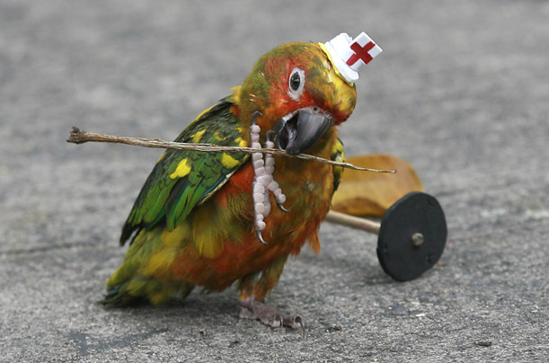 A parrot plays with a twig during a rally outside Bangkok's Parliament. The parrot's owners were among people participating in a pro-government rally.

