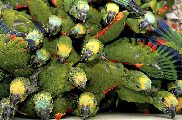 Baby parrots wait to be released back into the wild at the Seropedica Recovery Center near Rio De Janeiro, Brazil.

