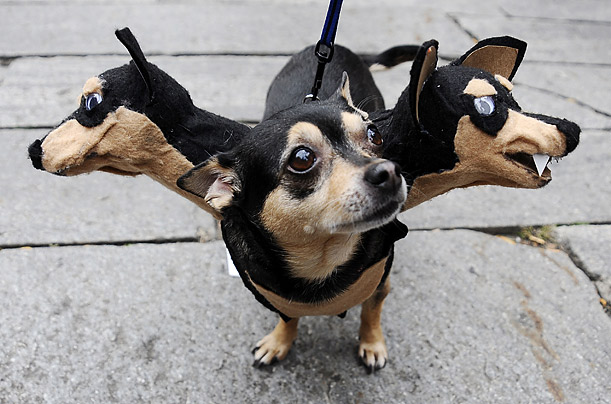 A Chihuahua takes part in the second annual 