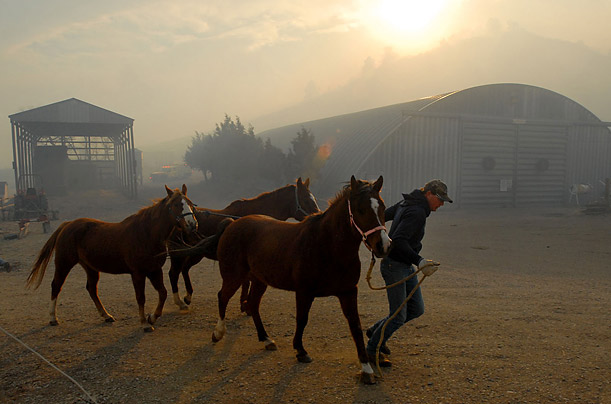 A volunteer helps rescue horses as a wildfire approaches the Joder Arabian Ranch near Boulder, Colorado.

