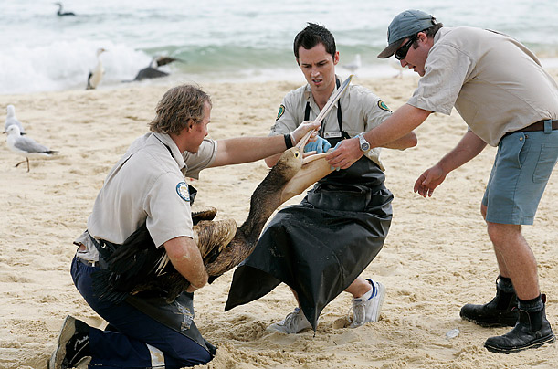 Nature conservation officers inspect a pelican covered in oil on a beach near Brisbane, Australia.