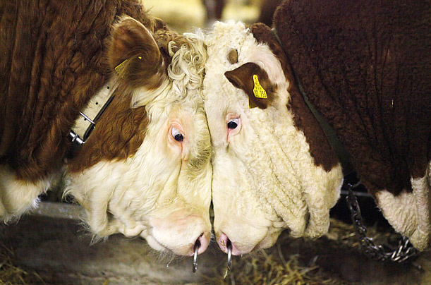 Two bulls go head to head during an auction at a cattle market in Germany.

