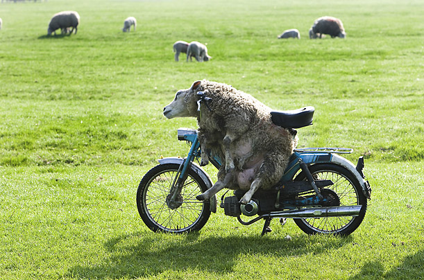 Dutch farmer Nick Honign uses his moped to move his sheep from pasture to pasture.