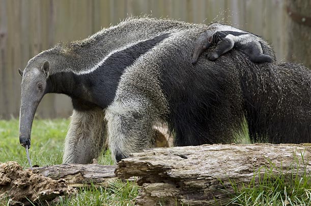 Although this baby giant anteater named Cyrano is growing at the rate of a pound a week, he is still nursing and riding on his mother's back as she moves around her yard in the Smithsonian National Zoo.
