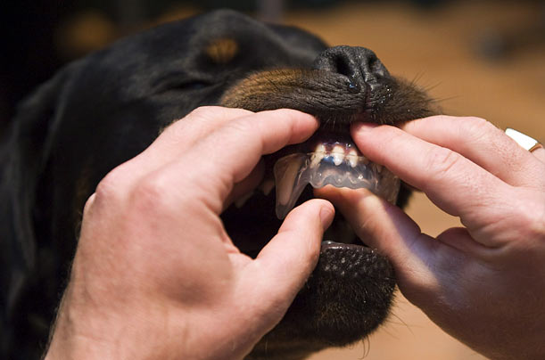 Four-year old Rottweiler dog Camino wears a newly developed bite guard meant to protect potential bite victims from severe injuries.