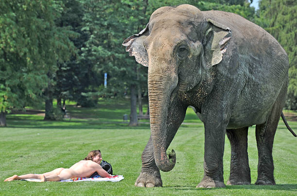A sunbather and an elephant enjoy the sunshine in Frankfurt, Germany.