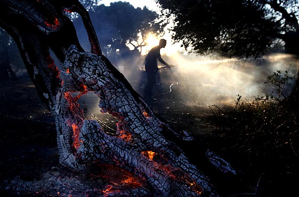 Nature's Wrath A firefighter tries to extinguish a burning olive tree during a wildfire in the village of Dombrena, Greece.
