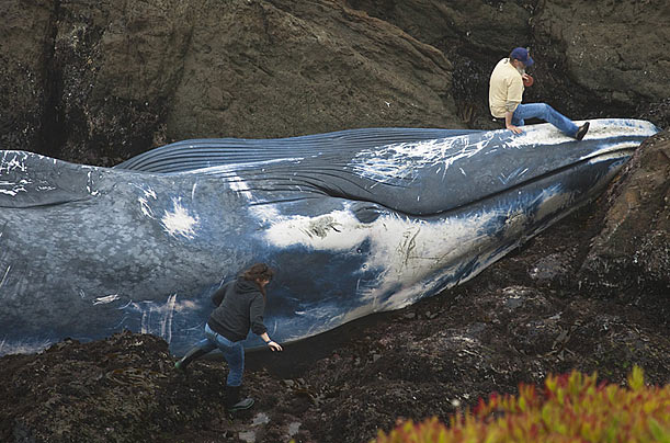 Giant Loss
A 70-foot female blue whale that officials believe was struck by a ship is seen washed ashore on the coast near