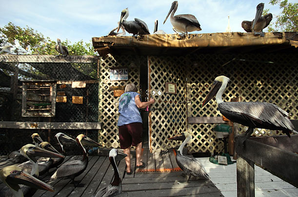 Gimme Gimme
Birds wait for Laura Quinn, the founder of the Florida Keys Wild Bird Rehabilitation Center, to get fish for them in