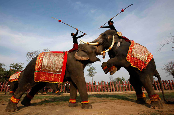 Impressive
Elephants and their drivers take part in a mock fight as part of regular training exercises at an elephant conservation park in Ayutthaya province, Thailand.