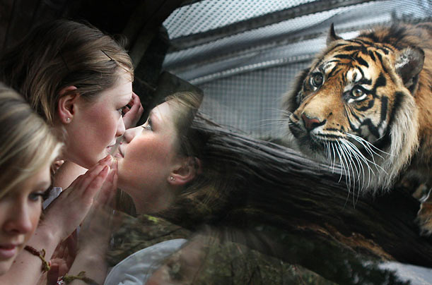 Wild
Pupils from Boroughmuir High School come face to face with a Sumatran tiger during a visit to Scotland's Edinburgh Zoo.