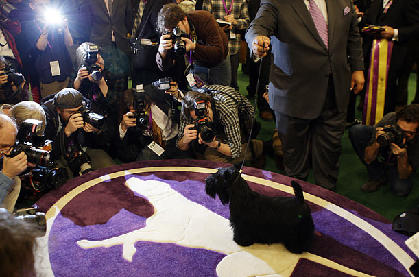 Every Dog Has Day
Sadie the Scottish Terrier stands in the winners circle after winning best in show at the 134th Annual Westminster Kennel Club Dog Show