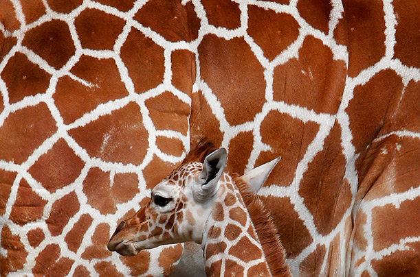 Pictures of the Week: A 27-day-old female Reticulated Giraffe stands beside her mother 