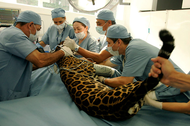 Reyna, a female jaguar, receives dental treatment at a veterinary clinic in Envigago, Colombia.