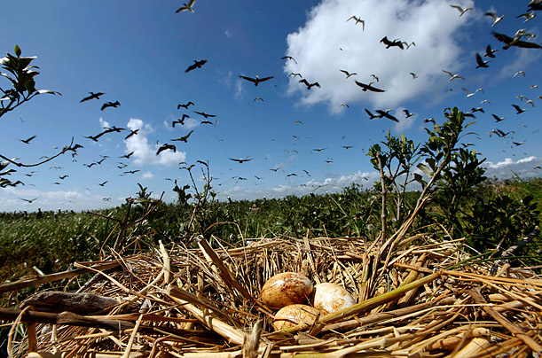  Bad Egg. Pelicans fly over a nest of eggs coated in oil on one of the many protected islands off the coast of Louisiana.