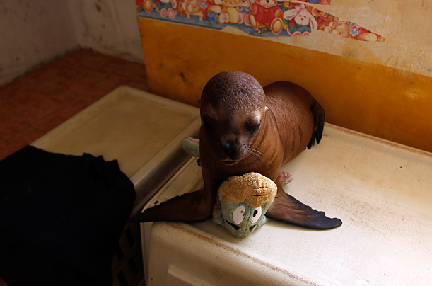 True Love. A Three-month-old female sea lion named Liz plays with her favorite toy at Orca, the Organization for Research and Conservation of Aquatic Animals, based in Lima , Peru.