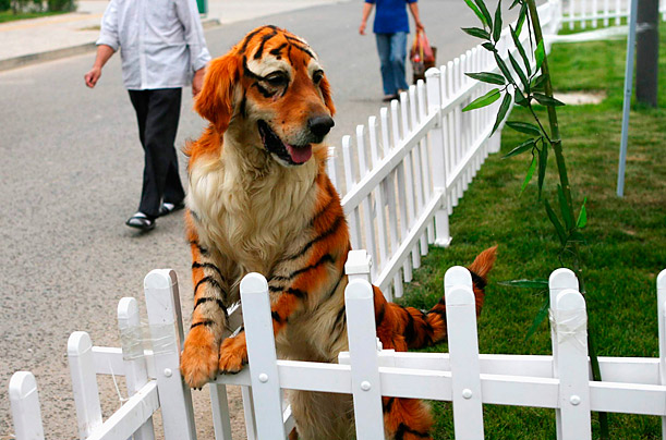 Spray-on Stripes

A Golden Retriever, dyed to look like a tiger, plays at the Dahe Pet Civilization Park in Zhengzhou, China.
