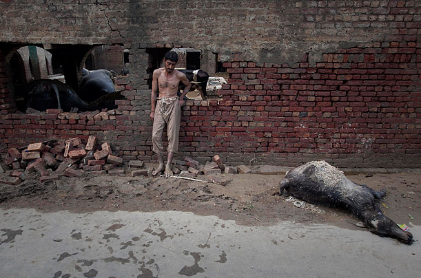 A farmer mourns the death of some of his water buffalo, killed by the floods that inundated northwest Pakistan.