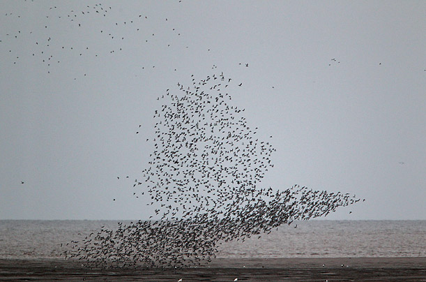 Knots form the shape of a bird, as they take to the air during the incoming tide, at the Snettisham Nature Reserve in Snettisham, United Kingdom.