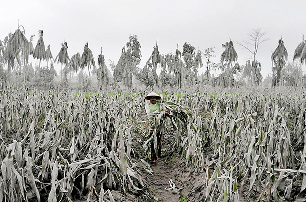 Gray Scale

A farmer walks through his corn field covered in volcanic ash from the eruption of Mount Merapi in Muntilan, Indonesia.