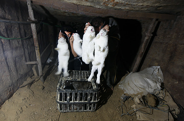 Egyptian boys show off rabbits given to them by a Palestinian man (unseen) in an underground tunnel linking the southern Gaza Strip to Egypt.