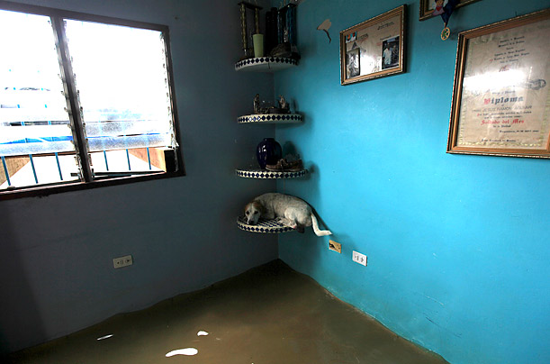 A dog lies on a shelf in a flooded house in Rio Chico, Venezuela. 
