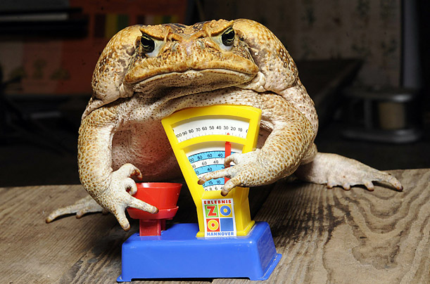 Cane toad Agathe sits on a toy scale during an inventory at the zoo in Hanover, Germany.